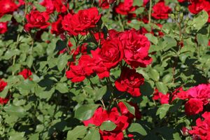 Кусты будут здоровыми и сильными