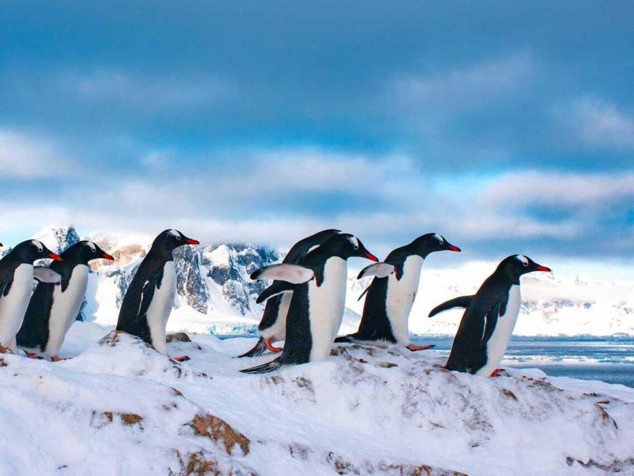 На остров Галиндез пришли сотни пингвинов, которые зимовали поблизости