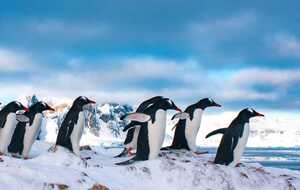 На остров Галиндез пришли сотни пингвинов, которые зимовали поблизости