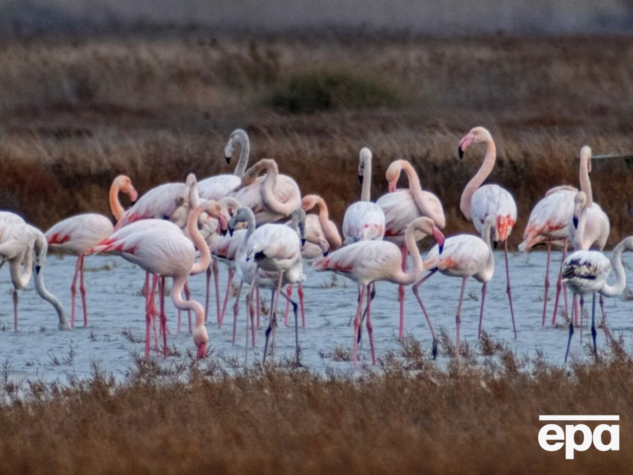 На взрослых птицах специалисты встретили метки из Франции, Турции и Испании