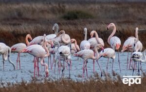 На взрослых птицах специалисты встретили метки из Франции, Турции и Испании