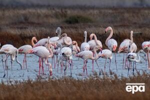 На взрослых птицах специалисты встретили метки из Франции, Турции и Испании