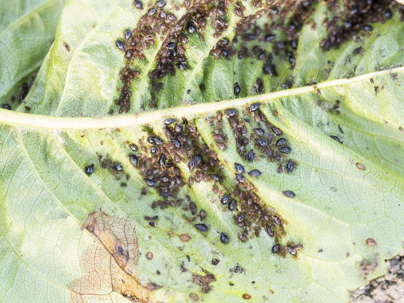 Попелиця покине город після застосування дієвих розчинів