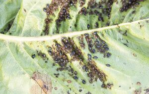 Попелиця покине город після застосування дієвих розчинів