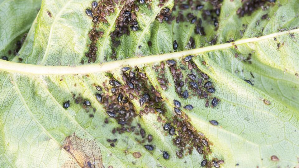 Тля покинет огород после применения действенных растворов