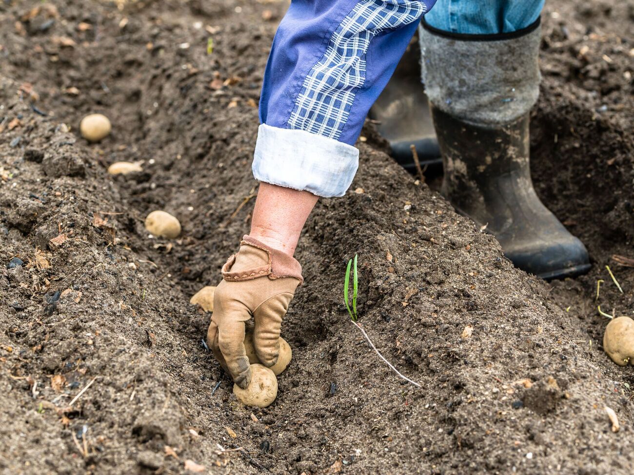Картофель нужно высаживать на глубину до 15 см
