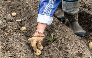 Картофель нужно высаживать на глубину до 15 см