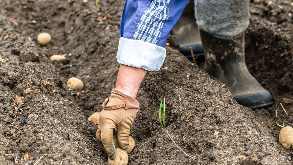Картофель нужно высаживать на глубину до 15 см