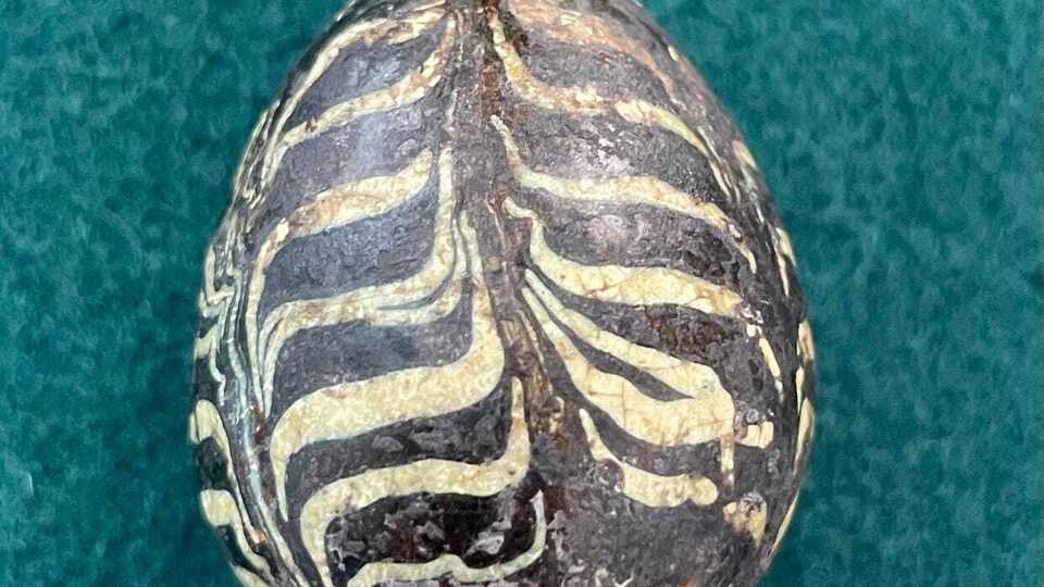 Писанка меньше, чем обычное куриное яйцо, ее длина составляет 4,5 см, отметили в Волынском краеведческом музее
