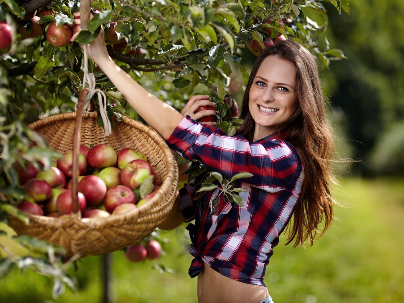 Чтобы сорвать яблоко, возьмите его в руку так, чтобы указательный палец был на плодоножке в месте ее прикрепления к плоду