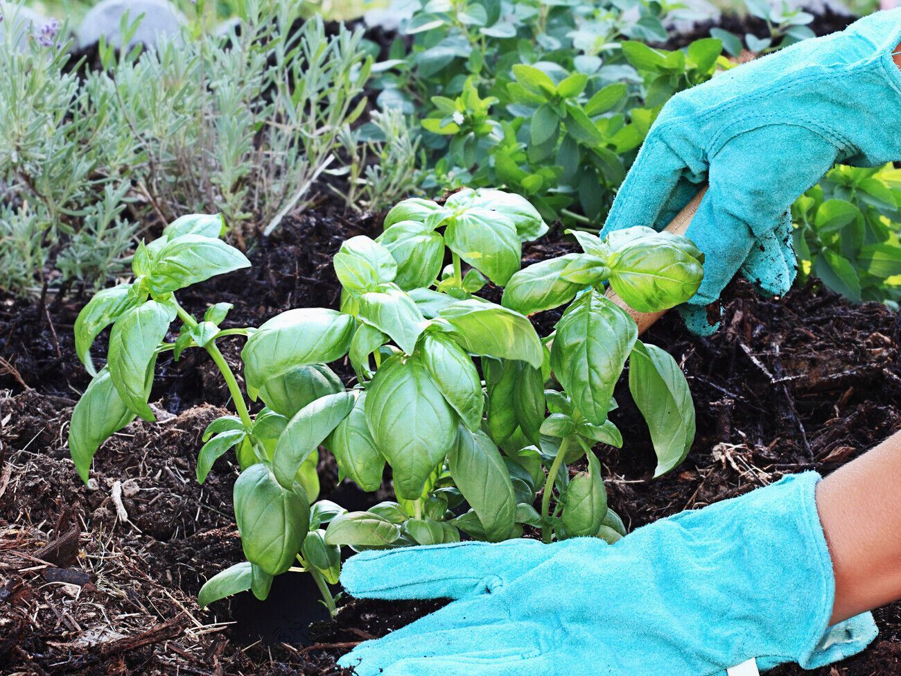 Базилик лучше всего сеять на открытых участках, где есть доступ солнечного света