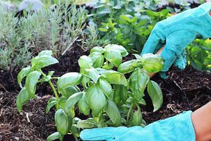 Базилик лучше всего сеять на открытых участках, где есть доступ солнечного света