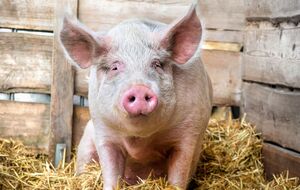 У зоні навколо місця, де виявили хвору свиню, установили карантин