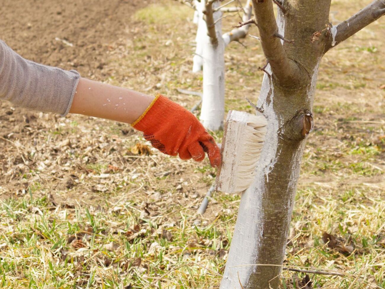 Побелку следует наносить широкой кистью