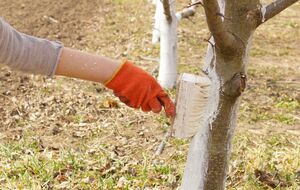 Побелку следует наносить широкой кистью