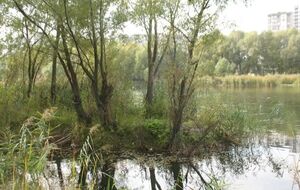 Заповедники созданы только на бумаге, а борьба за экологию превратилась в рэкет, заявила автор статьи на сайте УНИАН