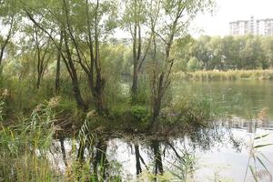 Заповедники созданы только на бумаге, а борьба за экологию превратилась в рэкет, заявила автор статьи на сайте УНИАН