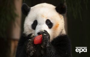 У Китай вирушить і трирічна панда Сяо Ци Цзи, яка народилася у США