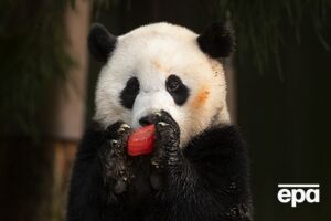 У Китай вирушить і трирічна панда Сяо Ци Цзи, яка народилася у США