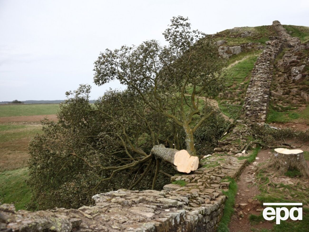 В полиции заявили, что дерево было срезано острой бензопилой