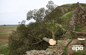 В полиции заявили, что дерево было срезано острой бензопилой