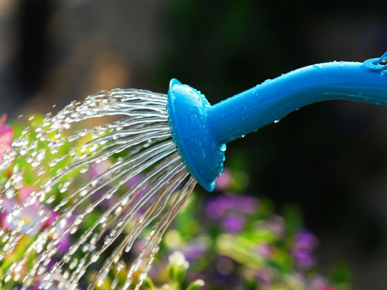 Для полива растений используют картофельный отвар