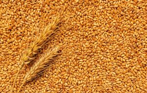 Египет купил 480 тыс. тонн пшеницы у торговой компании Solaris по цене примерно $270 за тонну