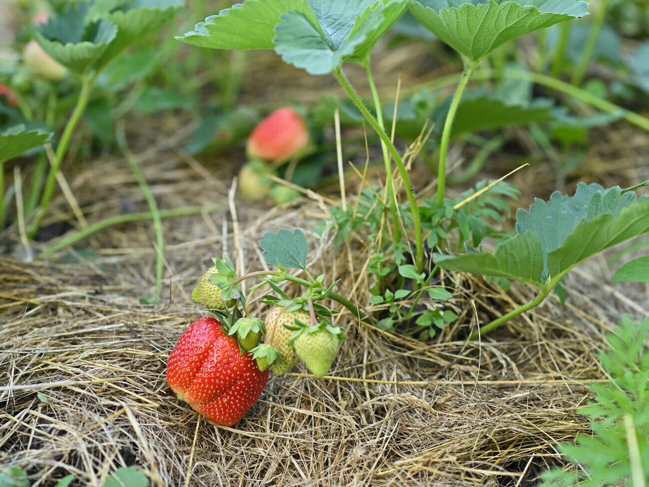 После посадки кустов клубники необходимо провести мульчирование соломой