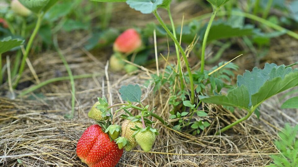 После посадки кустов клубники необходимо провести мульчирование соломой