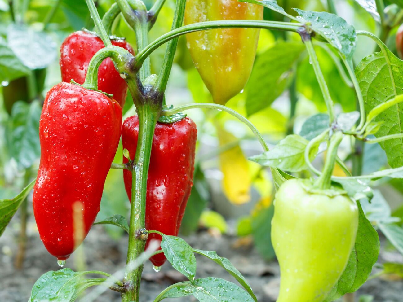 Перцы собирают выборочно каждые 5–7 дней