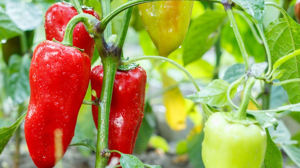 Перцы собирают выборочно каждые 5–7 дней