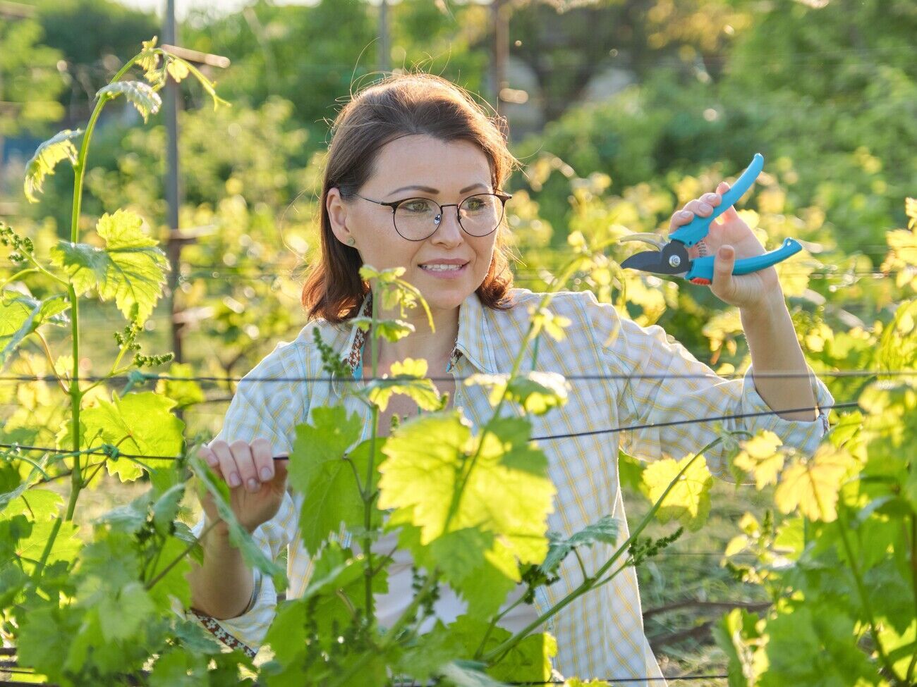 Если сорт винограда дает гроздья весом более 0,5 кг, оставлять на плодовой стрелке нужно минимальное количество ячеек
