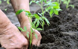 Вкус помидоров можно улучшить, посадив рядом базилик