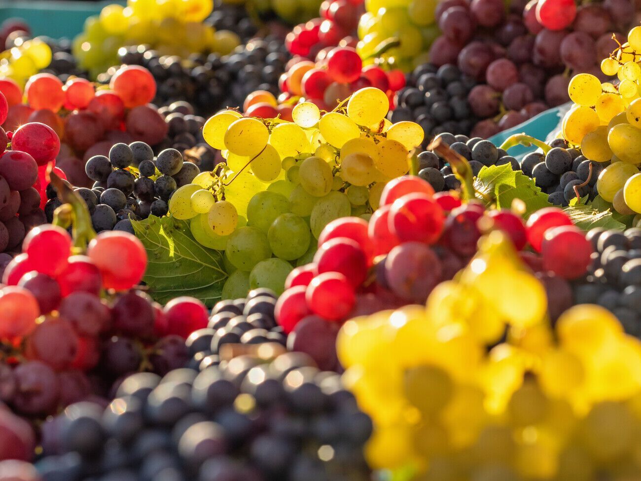 Для компота используйте синие или розовые сорта винограда