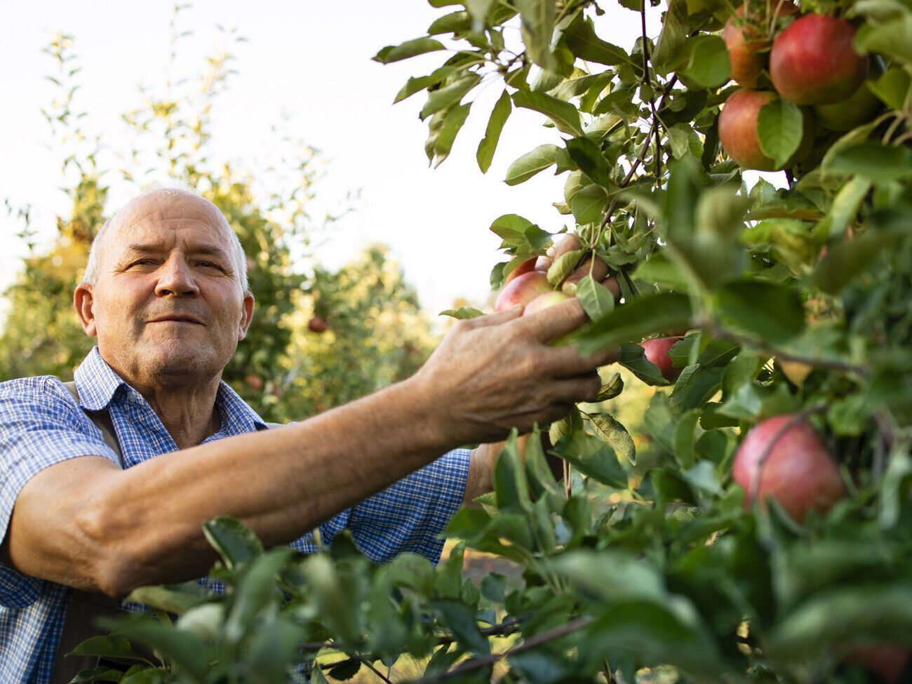 Яблоки сперва снимают с нижних веток, а затем с верхних