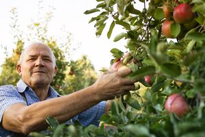 Яблоки сперва снимают с нижних веток, а затем с верхних