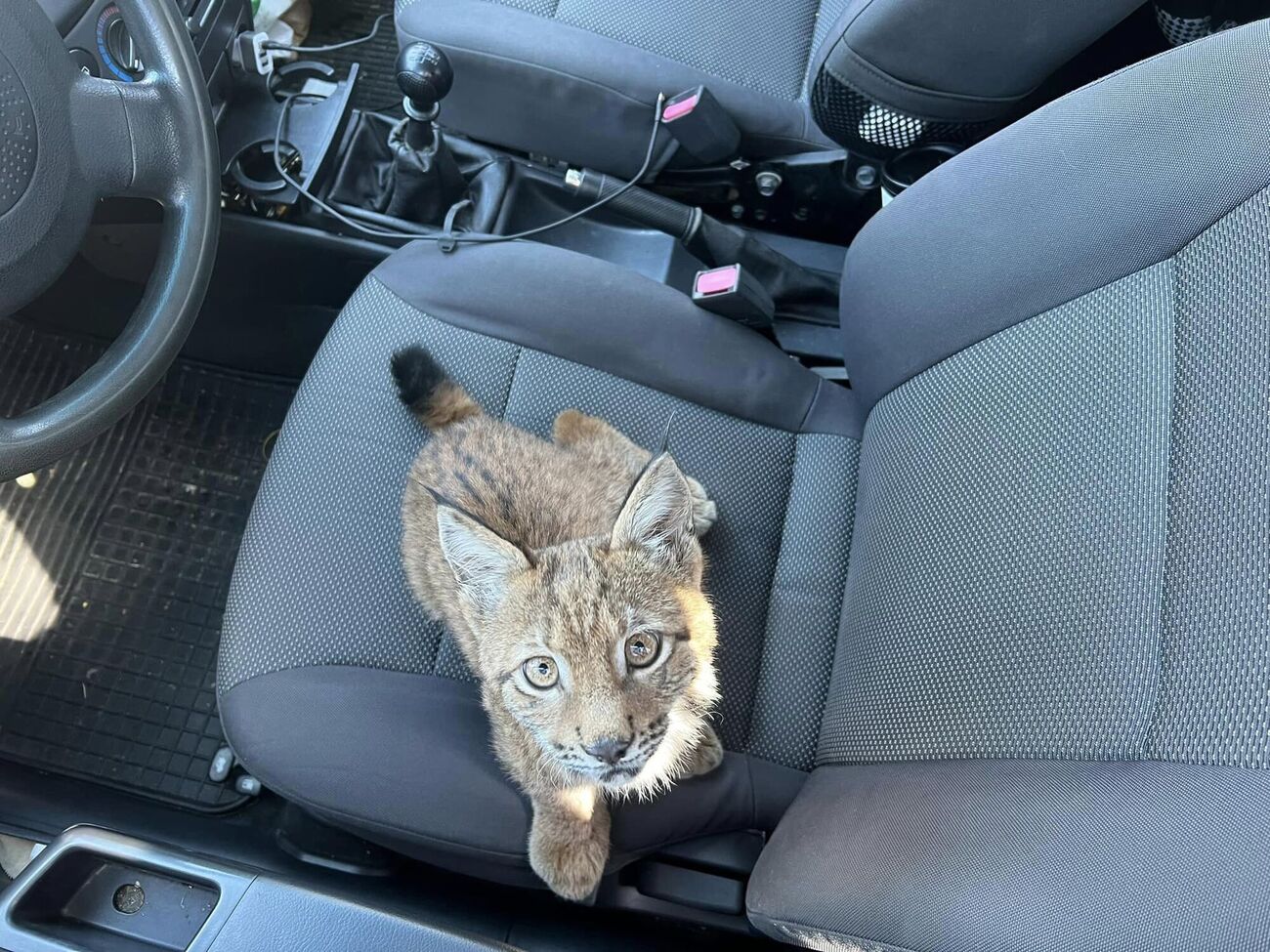 Рысь изъяли у продавца