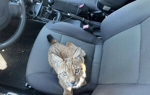 Рысь изъяли у продавца