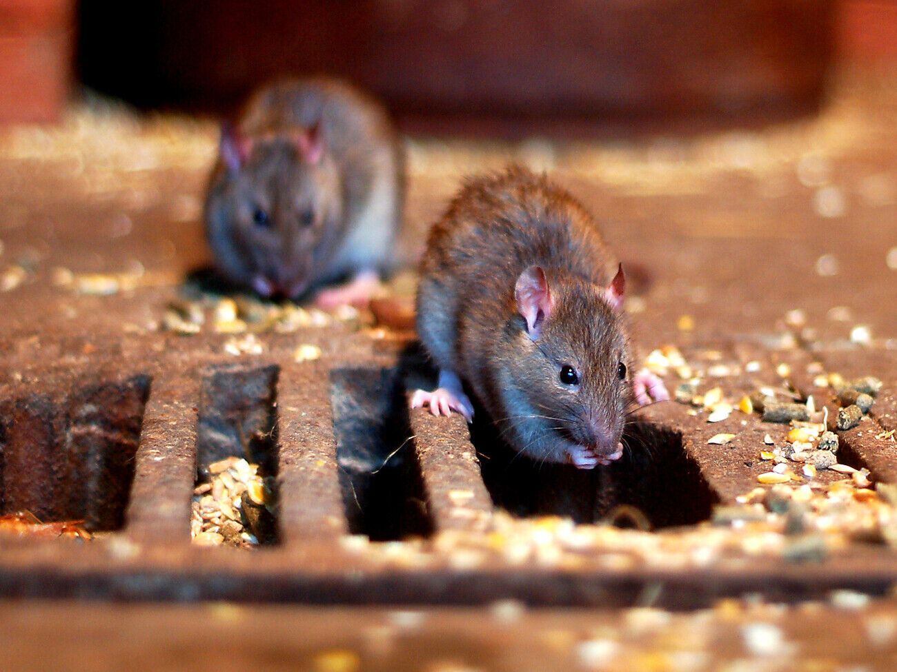 На то, удастся ли в течение зимы сохранить урожай, влияют влажность, наличие грызунов и грибка