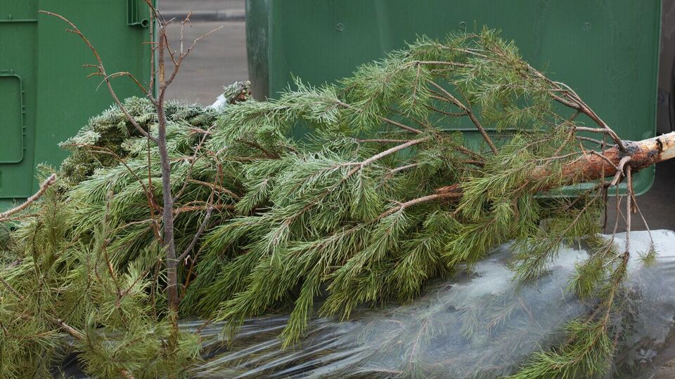 Вам не доведеться підмітати з підлоги голки після свят, якщо попередньо загорнете дерево у простирадло