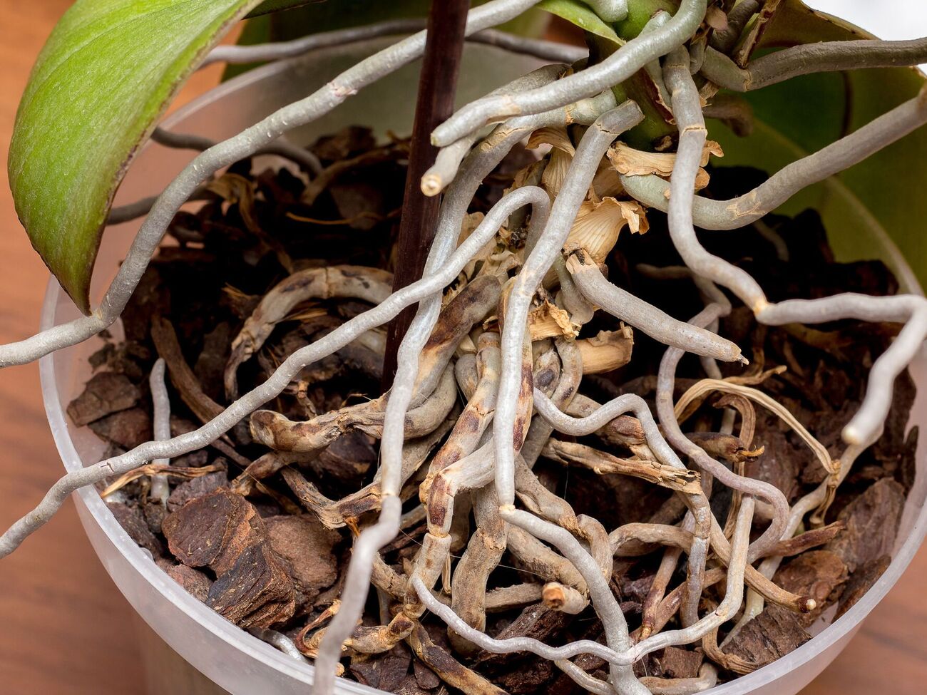 Удобрение из батата содержит много полезных веществ, необходимых для роста орхидей, – азот, фосфор, калий, магний, кальций, железо и других