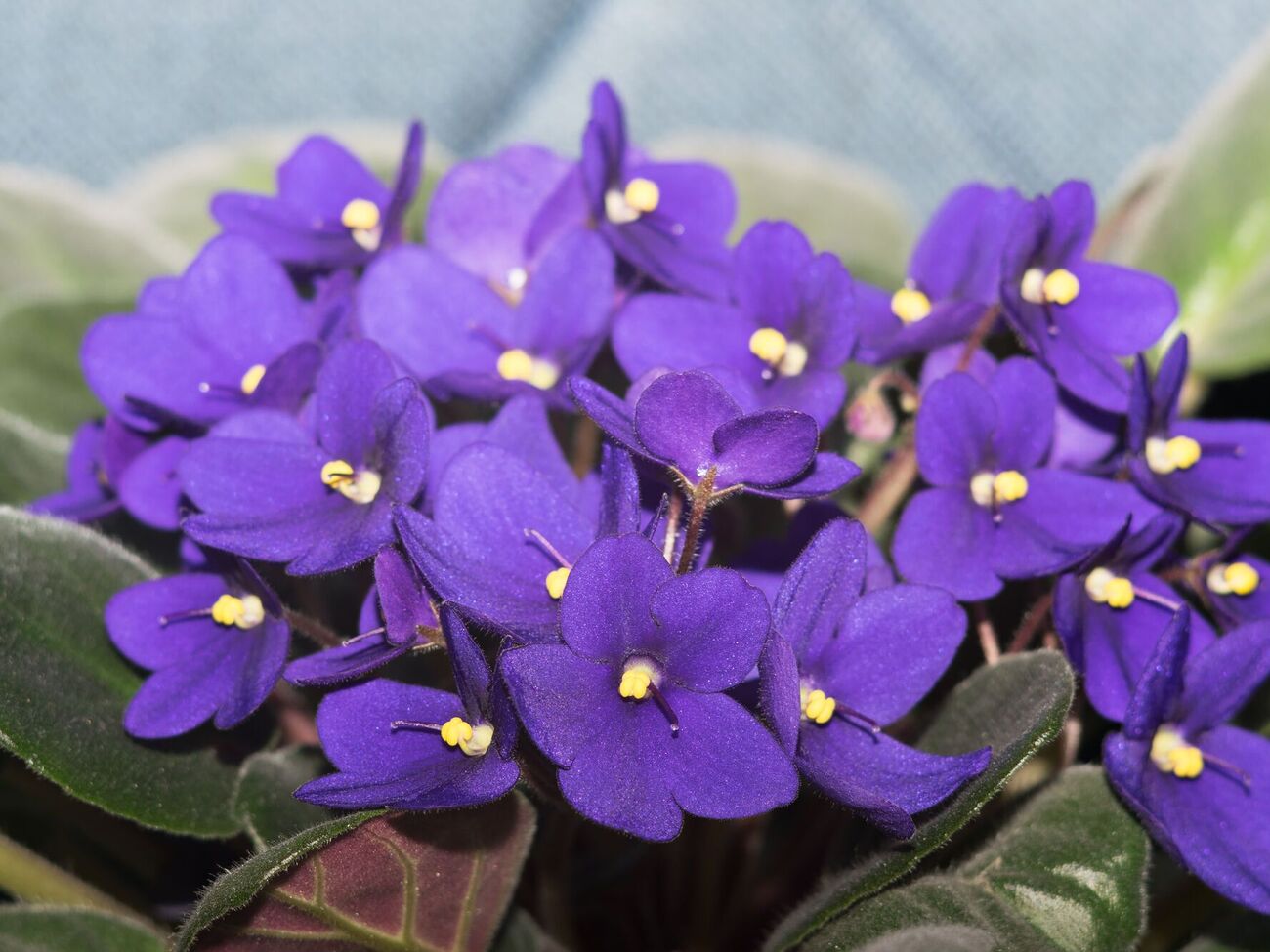 Рстение даст большое количество цветов