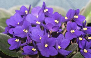 Рослина дасть велику кількість квітів