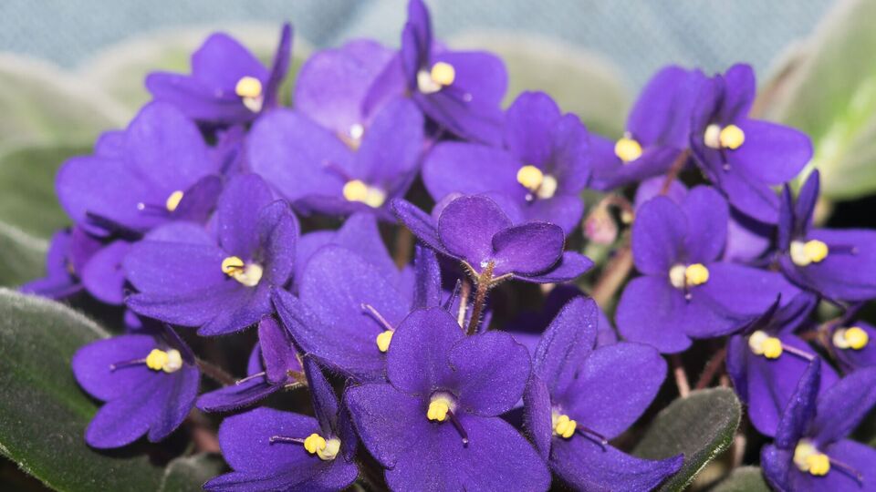 Рстение даст большое количество цветов