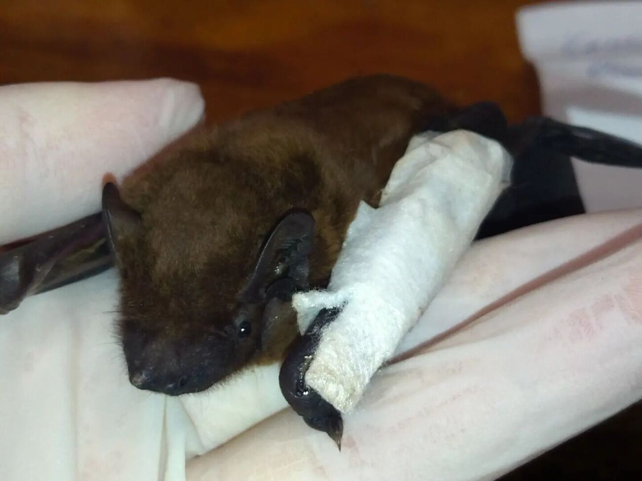 Приблизно 1000 кажанів вдалося врятувати