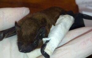 Приблизительно тысячу летучих мышей удалось спасти