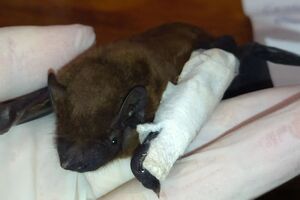 Приблизно 1000 кажанів вдалося врятувати