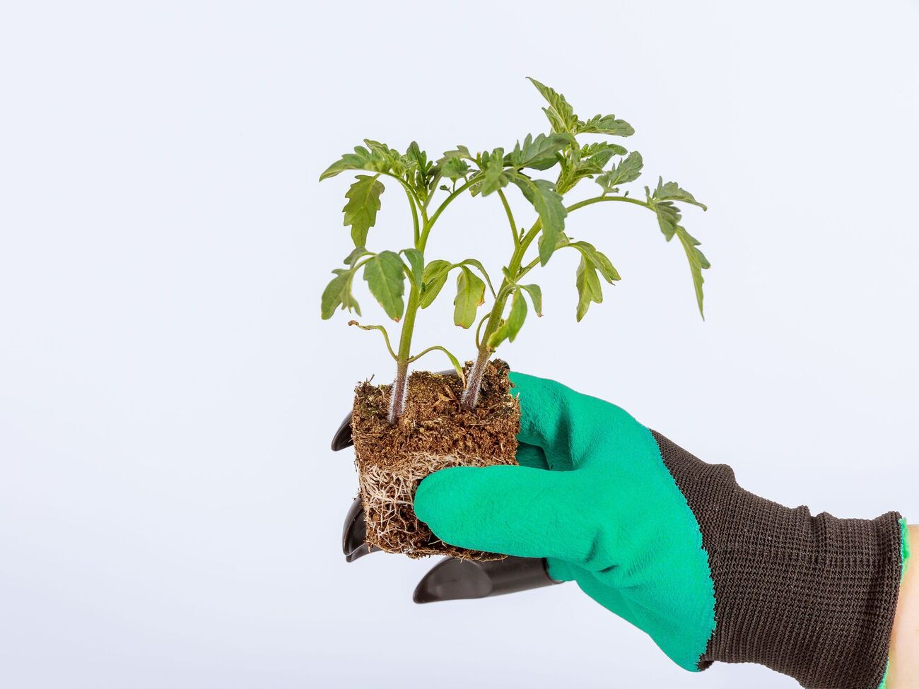 Рассаде томатов необходимо достаточное количество света