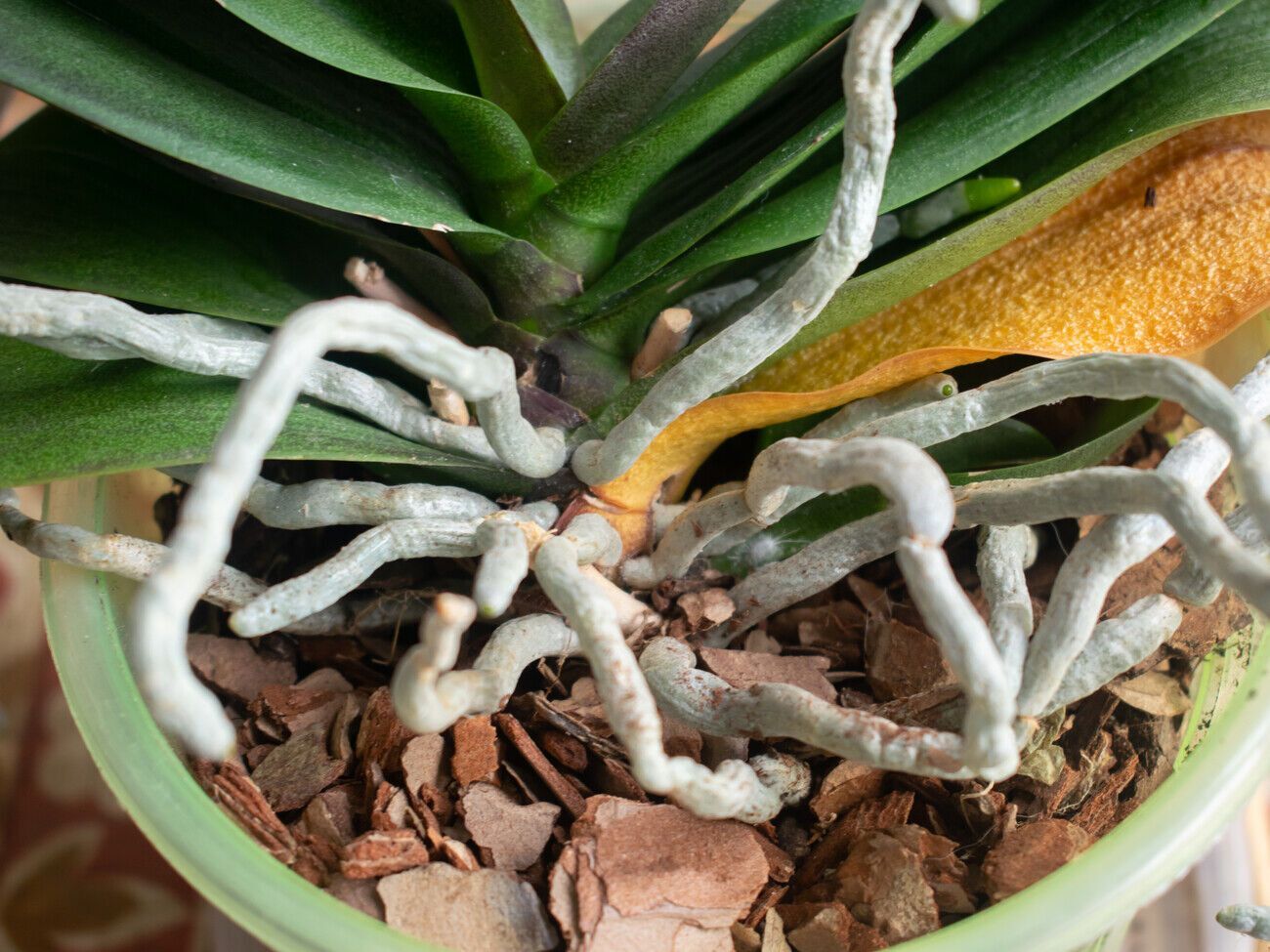 Эксперты рекомендуют использовать органическое удобрение для протирания листьев и полива корней