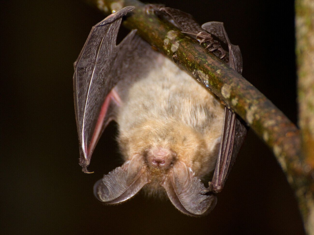 Усі види кажанів занесено до Червоної книги